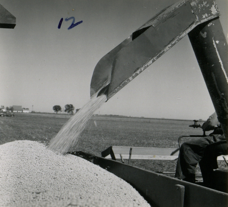 Crops pour from the chute of the combine into a wagon, with the farmer sitting on the combine in Washington County, Iowa.