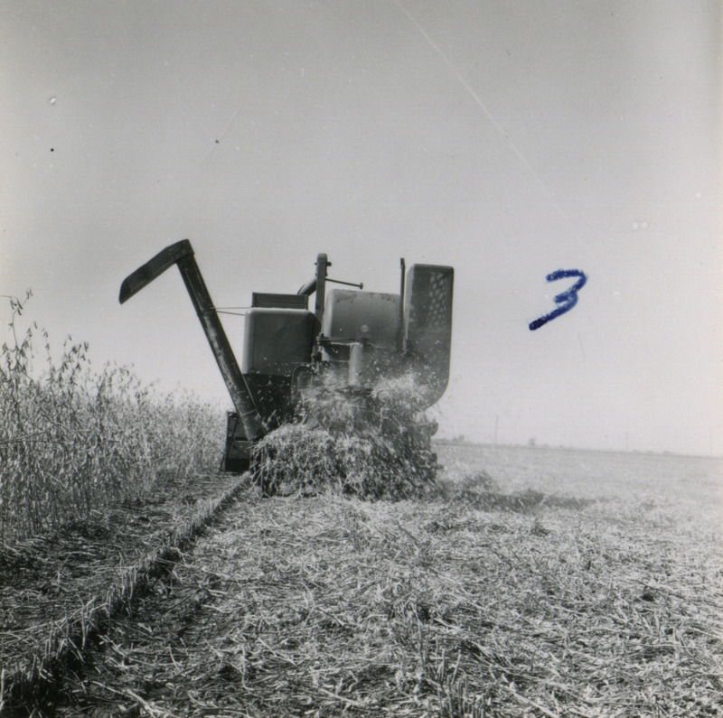 The rear view of a self-propelled combine leaving behind stalk waste of crops being harvested in Washington County, Iowa.