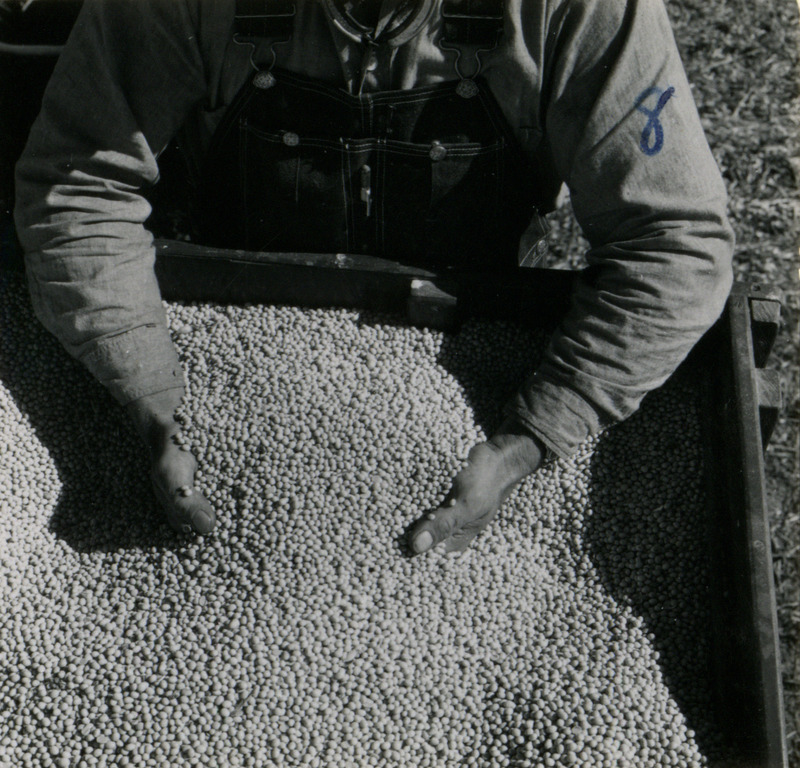 A farmer showcases the product from a self-propelled combine, in this case either corn or soybeans, in Washington County, Iowa.