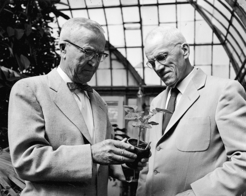 Dr. I. E. Melhus, of Iowa State College (left) and Dr. L. W. Durrell of Colorado State College are examining a potted plant in the greenhouse.