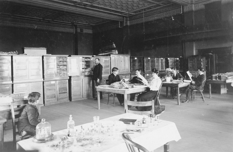 Dr. Pammel is standing in front of the Herbarium glancing at a young boy (seated) in the Botany Lab in Margaret Hall. Estella Fogel (Buchanan) and two men are seated at the center table examining plant specimens. Two other men are working at another table.