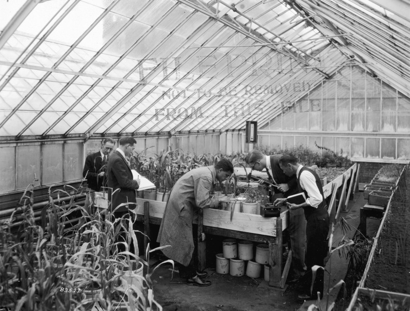 Students are measuring corn plants in the greenhouse.