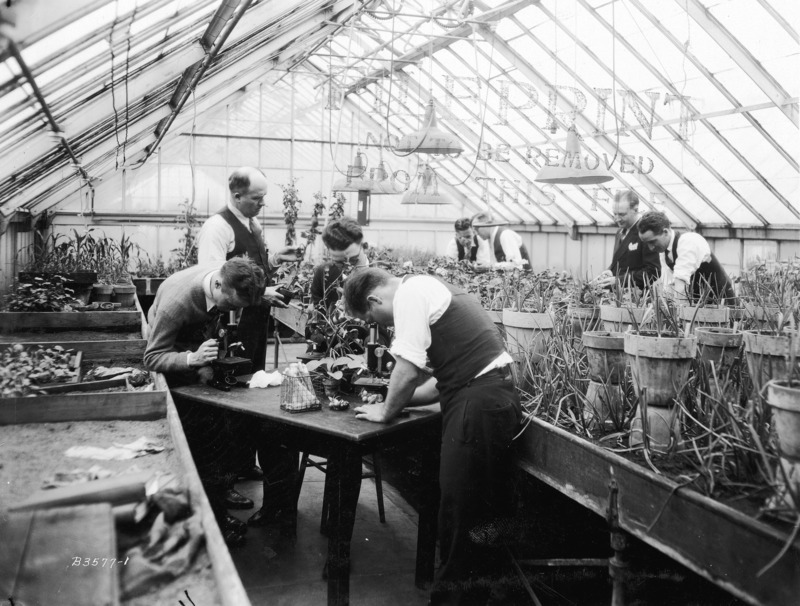 Three students in the foreground are using microscopes to examine plants in the greenhouse.Test tubes are standing in a wire basket and there are bulbs on the table. A professor is standing beside them examining a potted plant. Four men are in the background examining other plants.