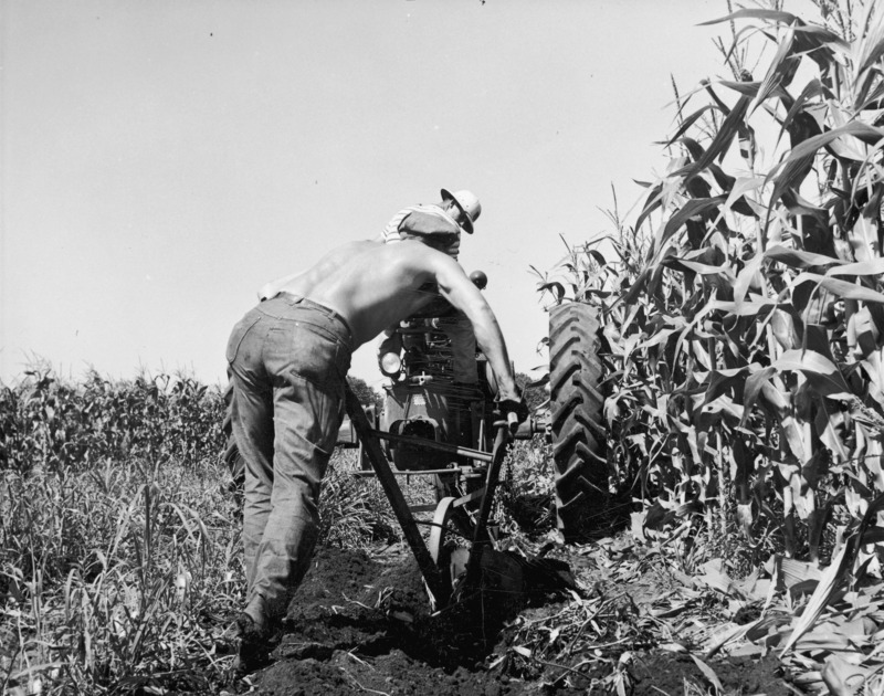 A man is lifting stubble for corn root rot studies under the direction of Dr. George Semeniuk. He is using a walking mold board plow pulled by a tractor.