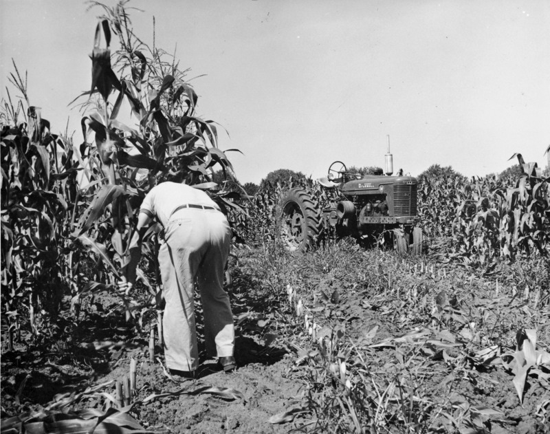 A man is cutting corn stalk with a knife near the ground line for corn root rot studies under direction of Dr. George Semeniuk. A tractor is parked to his right.