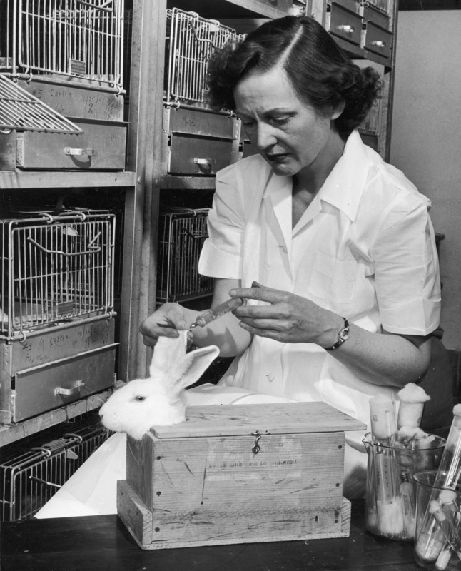 Technician Jane D. Morley giving an injection of casein into an ear vein of a rabbit in the small animal experimental laboratory in which feeding, injection and metabolism studies on guinea pigs and rabbits were conducted in connection with biochemical research. The site was located in the Animal Nutrition Laboratories of the Chemistry Department and the Agricultural Experiment Station.