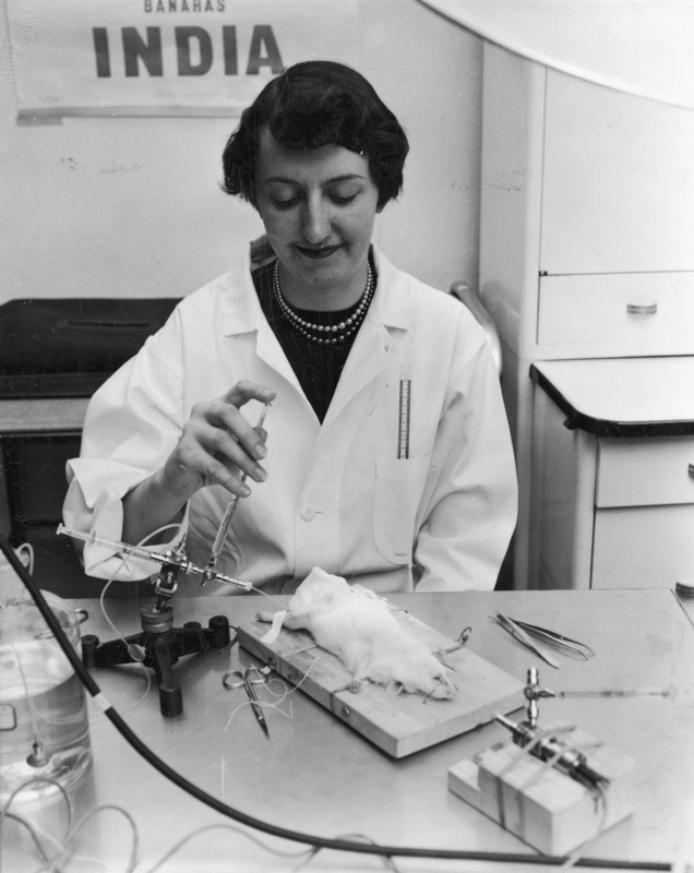 Evelyn Weber performing an animal metabolism procedure in bio-chemistry. A white rat is comatose on its back, strapped to a board. Ms. Weber is syringing a solution into the rat.