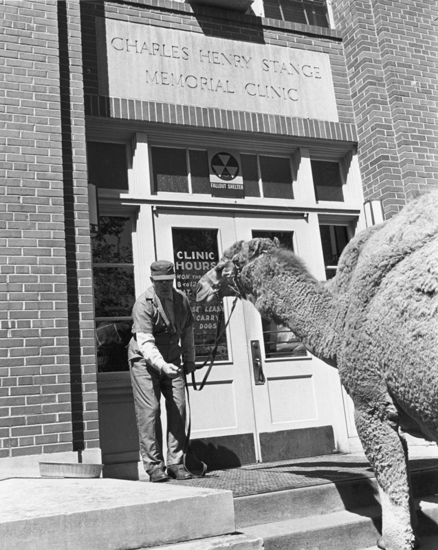 A camel in a halter with a keeper arriving at the front door of the Charles Henry Stange Memorial Clinic. The building name stone block is centered above the double front doors, on one of which is painted the building hours.