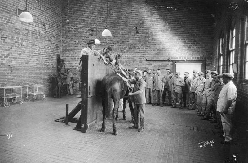 A veterinary class watching a procedure with a horse in which five students are engaged in strapping a horse to a hydraulic tilt-top operating table for large animals. Three men are on the back side of the vertically positioned table and two men plus the horse are on the front side.