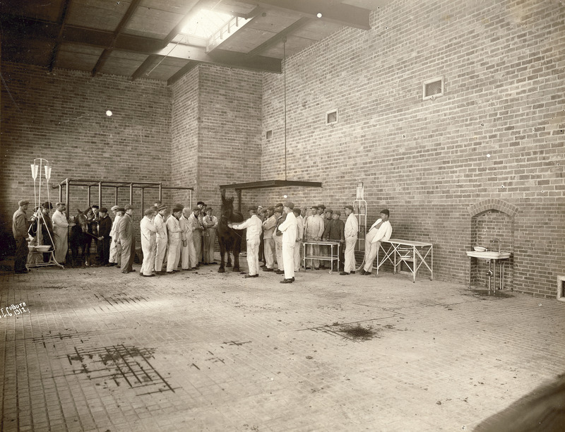 A large veterinary class with two horses. The class is divided into two unequal groups, each of which is focused on one of the horses. The activity is in a large well lighted space with high ceiling.