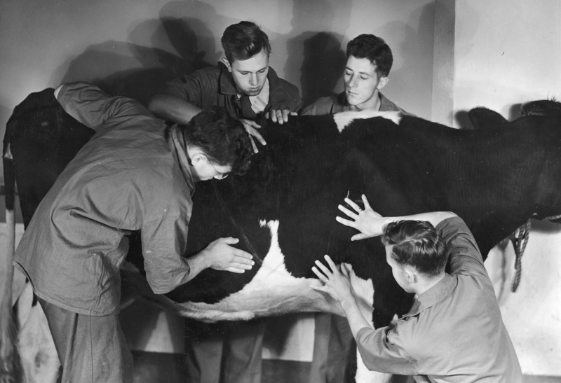 Four male students in a clinical sciences class palpating a cow, "demonstrating relative positions of organs in thoracic and abdominal cavities on a cow.".