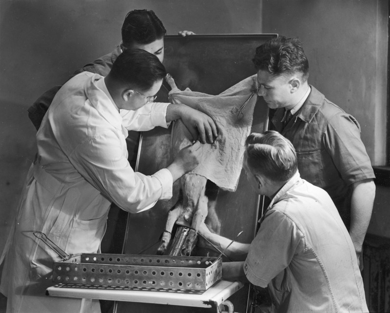 An instructor and three male students in a clinical sciences class engaged in operating on a small animal. "Dr. Dwight Smith demonstrating oophorectomy on bitch in small animal operating room.".