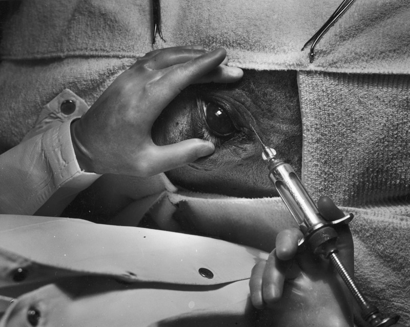 This photograph taken in the Large Animal Clinic depicts the head of a large animal masked with toweling for a medical procedure with only the eye exposed. Two gloved hands are shown, one holding back the animal's eye lids, and the other holding a large syringe.