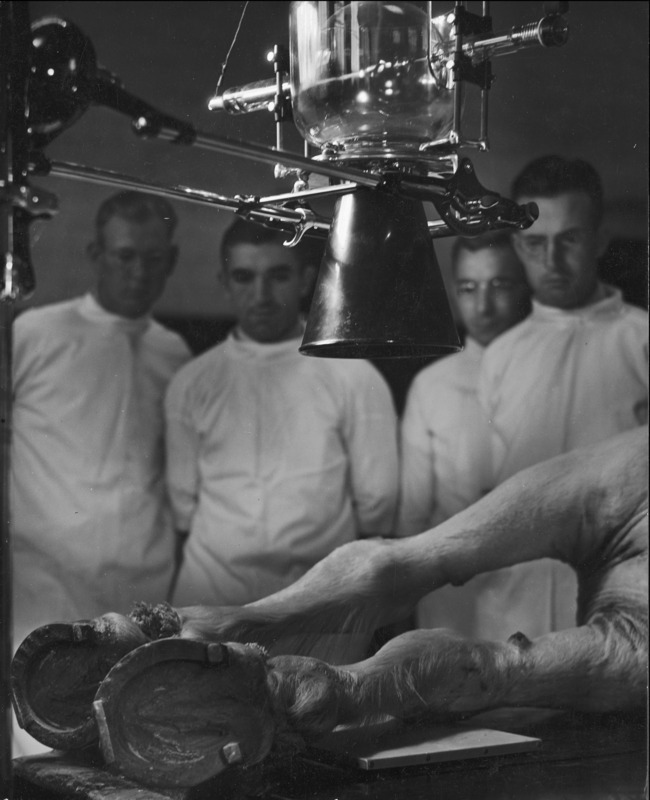 The legs of a draft horse under an x-ray machine in the Large Animal Hospital of the Veterinary Clinic. Four men are in the background in surgical gowns.