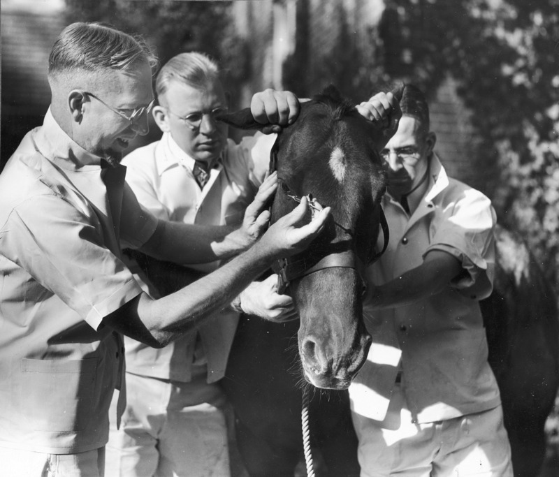 Dr. George Fowler in a Clinical Sciences class ready to inject anesthesia into the eyelid of a horse which is restrained by two male students in white medical clothing. The activity is outdoors.