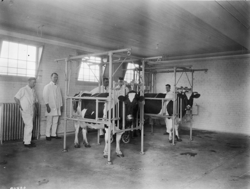 Two cows in stocks in the cattle wing of Stange Clinic. Dr. Bemis is in the picture, along with four other men.