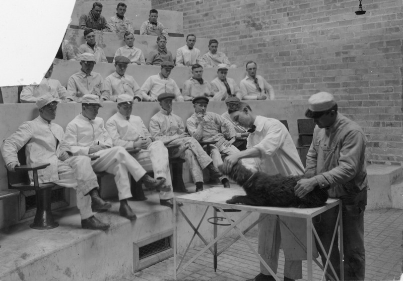 A veterinary surgery lecture and demonstration. A dog is on a table in the Veterinary Clinic Amphitheater, which is full of male students in white medical clothing. An assistant holds the dog's rear quarters while Dr. H. E. Bemis holds the dog's muzzle.