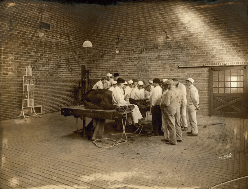 A veterinary class watching a medical procedure with a horse recumbent on a large animal operating table. One student is sitting on the edge of the large table holding a jar. The setting is the Veterinary Quadrangle Clinic Operating Room.