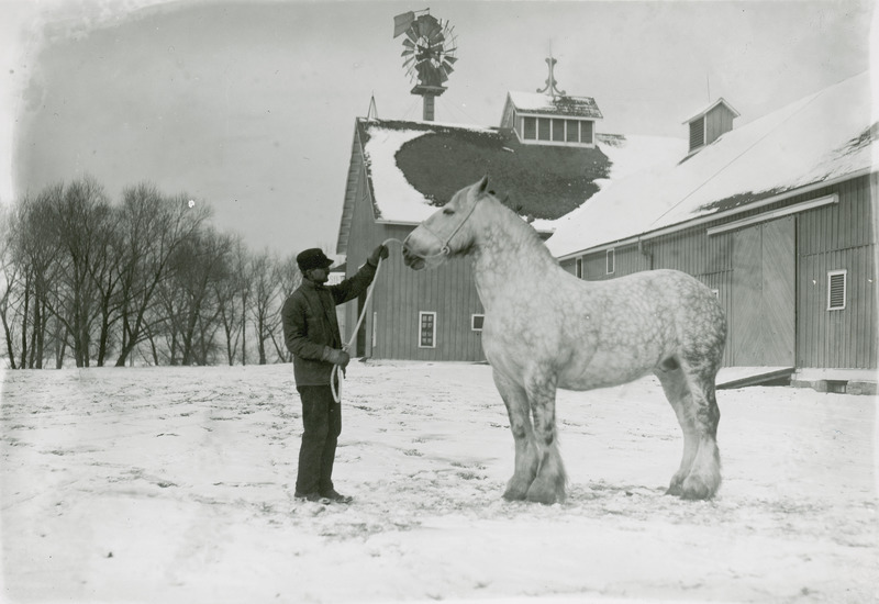 Handler posing a gray Percheron stallion (most likely Elmer Koons with Jalap, the chief herd sire for Iowa State College [University] in the 1920's) in the front of the Old Cattle Barn.