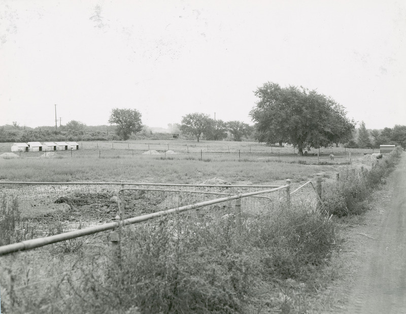 This 1958 photograph shows pastures and lots near the college barns. In the middle of the photograph appears a pen with several hogs and huts that house them.