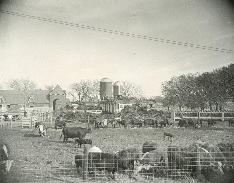 The Cattle Barn following a fire that destroyed the entire roof of the east wing of the barn in October of 1958. In the photograph several men can be seen working in what is left of the hay loft. Much unburned hay is strewn about the pen next to the barn. Two silos used for feed storage are also shown. Beef cows and calves appear in the foreground.