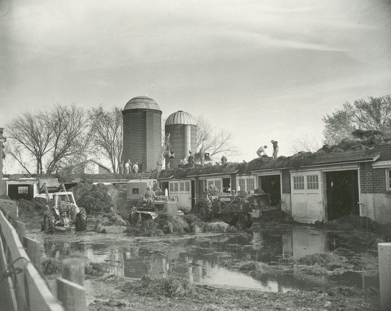 The Cattle Barn following a fire that destroyed the entire roof of the east wing of the barn in October of 1958. In the photograph a group of men can be seen working in what is left of the hay loft. Several other men on tractors with bucket loader attachments are cleaning up unburned hay that was strewn about the pen next to the barn. Two silos used for feed storage are also shown.