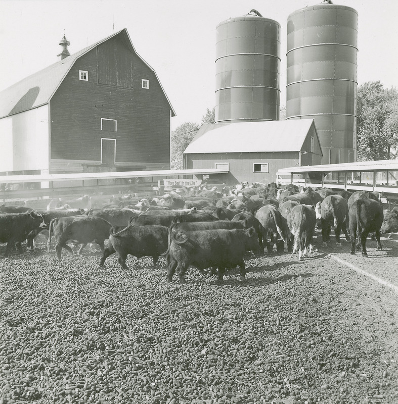 A herd of beef cattle appears in the foreground of the Cattle Barn.