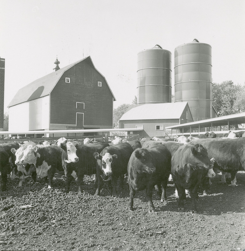 A herd of beef cattle appears in the foreground of the Cattle Barn.