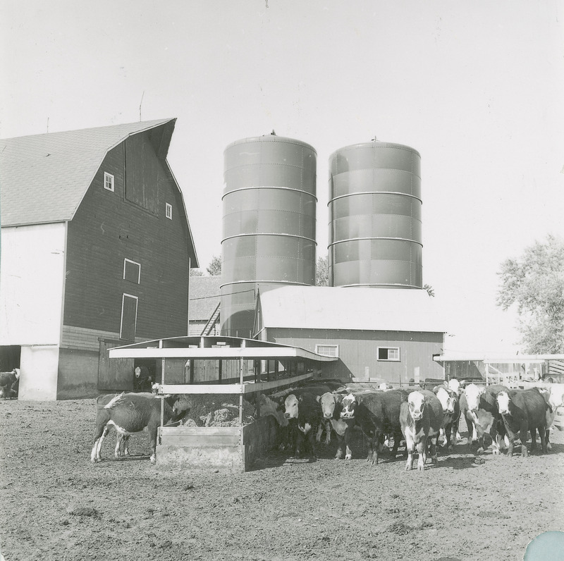 A group of beef cattle at the feed bunk appears in the foreground of the Cattle Barn.