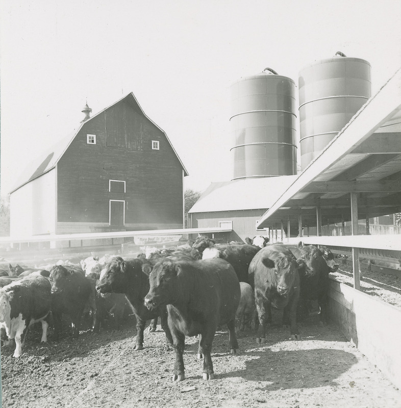 A group of beef cattle next to the feed bunk appears in the foreground of the Cattle Barn.