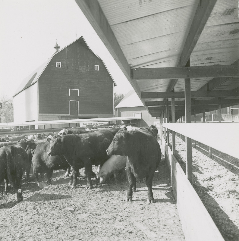 A group of beef cattle and one hog appear next to the feed bunk in the foreground of the Cattle Barn.