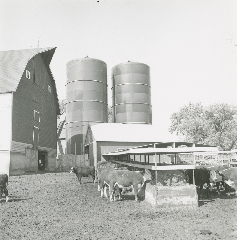 A group of beef cattle at the feed bunk appears in the foreground of the Cattle Barn.