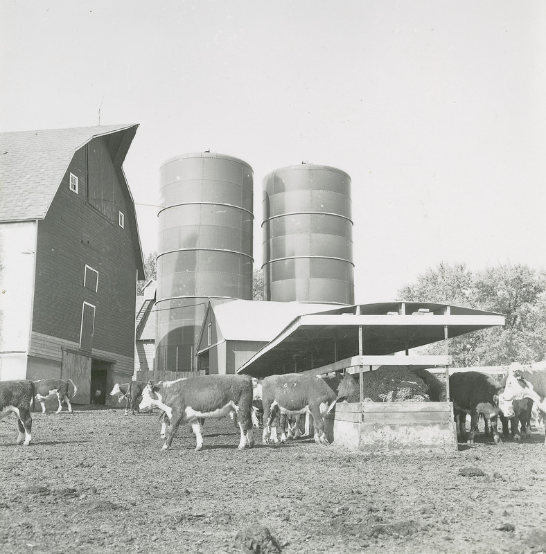 A group of beef cattle at the feed bunk appears in the foreground of the Cattle Barn.