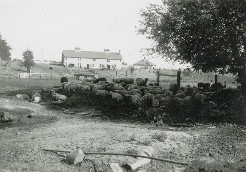Hog Houses on campus date back to the 1860s, with the first hog pen built in 1865, and a piggery completed in 1867. Additional structures were added over time, including a swine house in 1880, though early facilities were poorly documented. After the Piggery was destroyed by fire in 1885, a new hog house was built in 1891 and remained in use until it burned in 1922. 