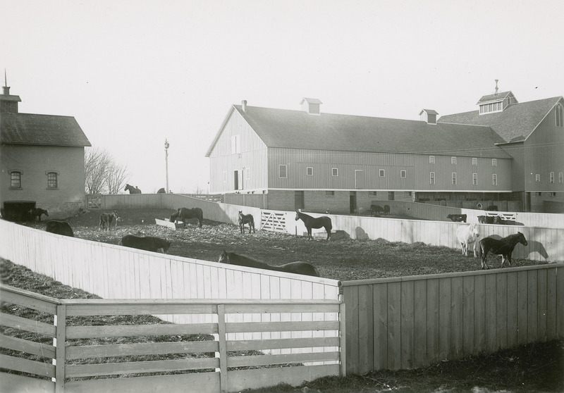 Horses and foals outside of the Horse Barn. The Cattle Barn is in the background.