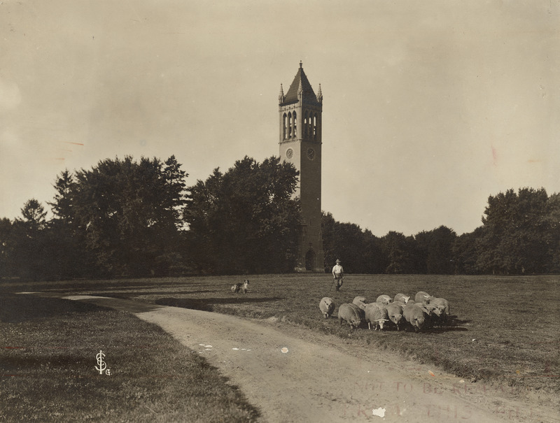 A shepherd with a sheep dog and a small flock of sheep on central campus with the Campanile in the background. An unpaved campus road way is in the image foreground. An "ISC" (standing for Iowa State College, now University) photographer's insignia is in the lower left of the image.