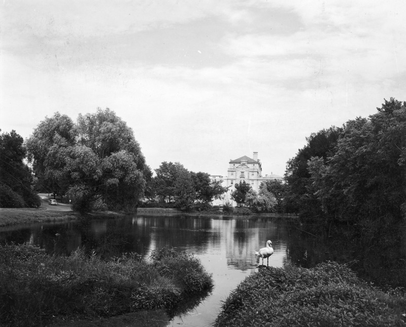 This 1954 photograph shows the west side of the Memorial Union from across Lake LaVerne. Only the tallest parts of the Union are visible through the thick foliage and trees that surround the lake. One white swan is standing in the shallows, and cars are seen parked along the street that is between the lake and the Union.