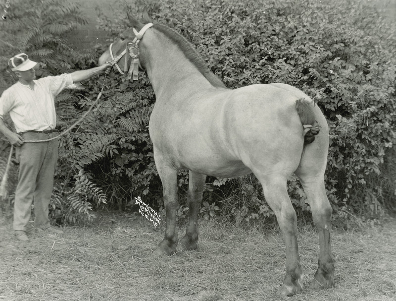 The roan Belgian draft horse mare "Lena." Pinned on her bridle are the show ribbons that she won as the Grand Champion at the Iowa State Fair in 1926. The horse is being posed with a braided mane and tail.