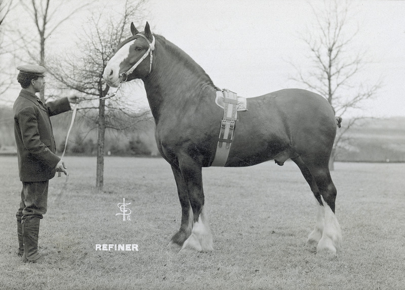 A handler posing the bay Clydesdale draft horse stallion "Refiner," foaled on April 16, 1902 in Scotland (registration number 12116 in the American Clydesdale stud book.) He was sired by "Barron's Pride" and was half-brother to "Baron of Buchlyvie," both of whom were considered cornerstones of the Clydesdale breed around the turn of the 20th century. This line of horses was unparalleled in the show ring from the late 1800's through the 1920s. "Refiner" is shown standing on a grassy area, fitted with a traditional show surcingle and snaffle bit bridle.