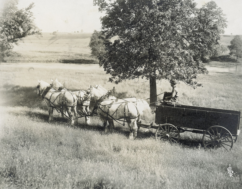 A driver with a 4-horse team of gray Percheron draft horses hitched to a buckboard wagon. The rig is standing in front of a tree in a large field. The horses are fitted in leather show harnesses, yoked in pairs, one behind the other with the use of single trees. Attached to the girth strap of the left wheel horse is a leather plate with the initials "IAC.".