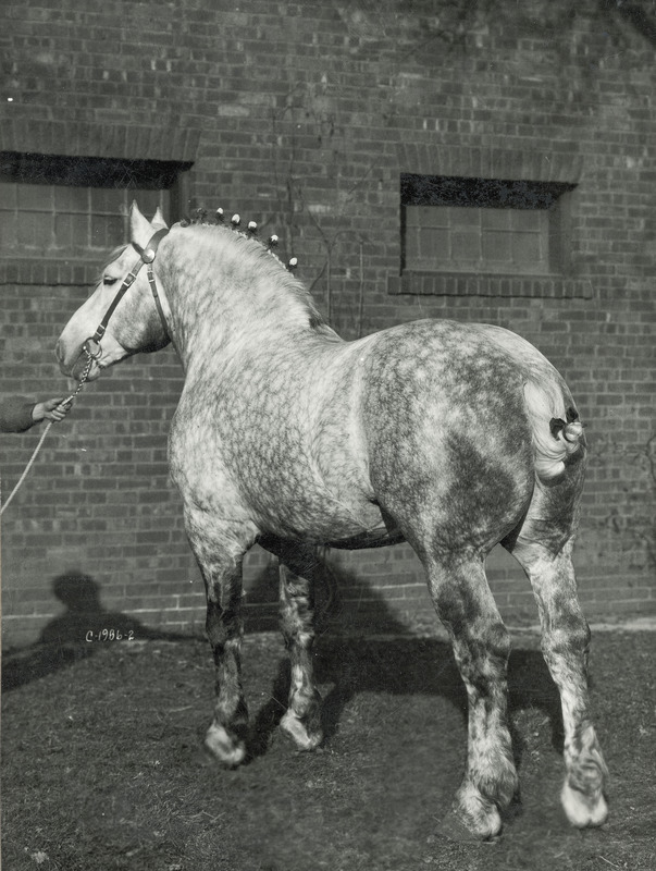 The gray Percheron draft horse stallion "Jalap," foaled March 5, 1909 in France (American Percheron stud book registration number 80583.) He was imported to the United States in 1911 by J. 0. Singmaster of Keota, Iowa. Jalap was acquired by Professor Pew, head of the Animal Husbandry Department and Professor C. R. Curtiss for Iowa State College (University) in 1915 for the sum of $2500 and was chief herd sire until his death in November of 1930. This pose of Jalap was included with a select group of twenty-five Percheron stallions whose photographs were used by a panel of one hundred Percheron judges and breeders to evaluate the ideal Percheron type in North America during the 1900-1933 span of years. Jalap placed twenty-first among these premiere stallions, being described as a medium-sized horse of an upstanding type. Highly regarded , Jalap stood for public service to Percheron breeders and farmers, siring many prize-winning purebred foals at state and national shows. He is pictured.