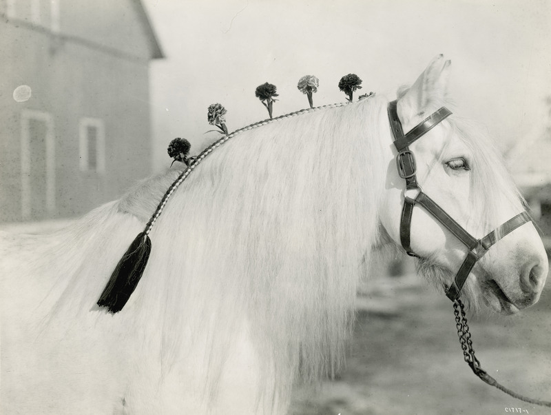 This photograph illustrates the technique of mane braiding, also called plaiting. Shown is the head and neck of a white Percheron draft horse with ribbon and five alternating dark and light colored flowers braided into the mane along the horse's crest, beginning at the poll (ears) and ending in a switch of ribbon at the withers (shoulder). Part of the mane has been left hanging down along the side of the neck, resulting in a "half-plait" since only half of the hair is braided or plaited. Braiding manes for show is still a popular technique used today for enhancing the appearance of a horse.