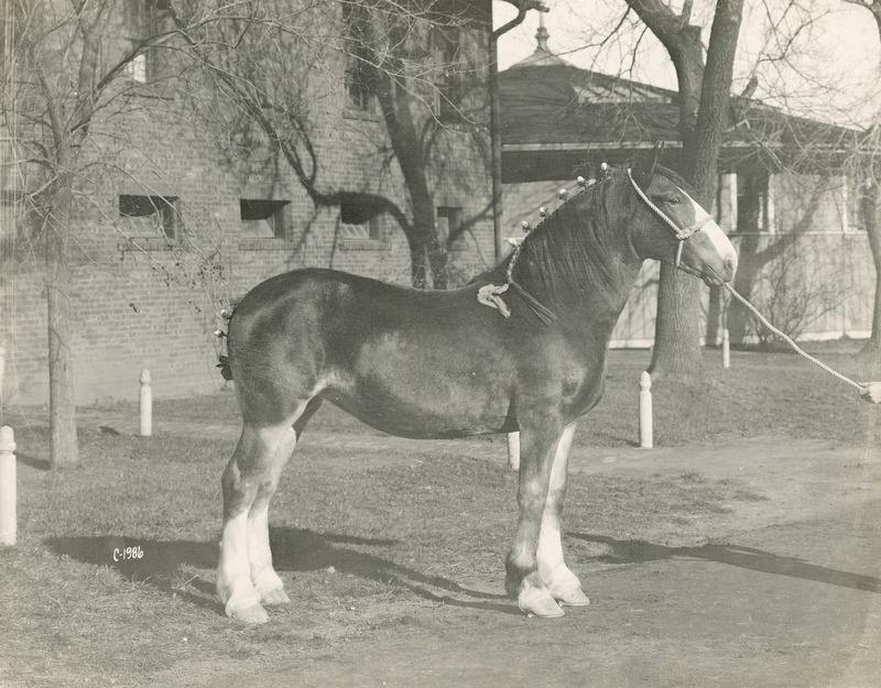 The bay yearling Clydesdale draft horse filly "Pearl's Sweetest Sel" (American Clydesdale stud book registration number 18953; sired by Grey Pearl, out of Her Sweetest) posed with braided mane and tail in front of the Iowa State College (University) horse barn and the Judging Pavilion. Bred by ISU, she was foaled on May 26, 1914, and placed third in the yearling futurity class at the Iowa State Fair in 1915.