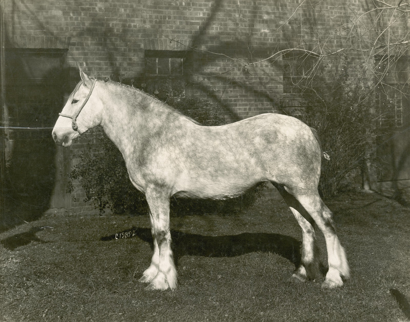 The gray yearling Clydesdale draft horse filly "Pearl Refiner," (American Clydesdale stud book registration number 18952; sired by Grey Pearl, out of Maggie Refiner) posed with braided mane and tail in front of an Iowa State University horse barn. Bred by ISU, she was foaled on May 7, 1914, and placed first in the yearling futurity class at the Iowa State Fair in 1915.