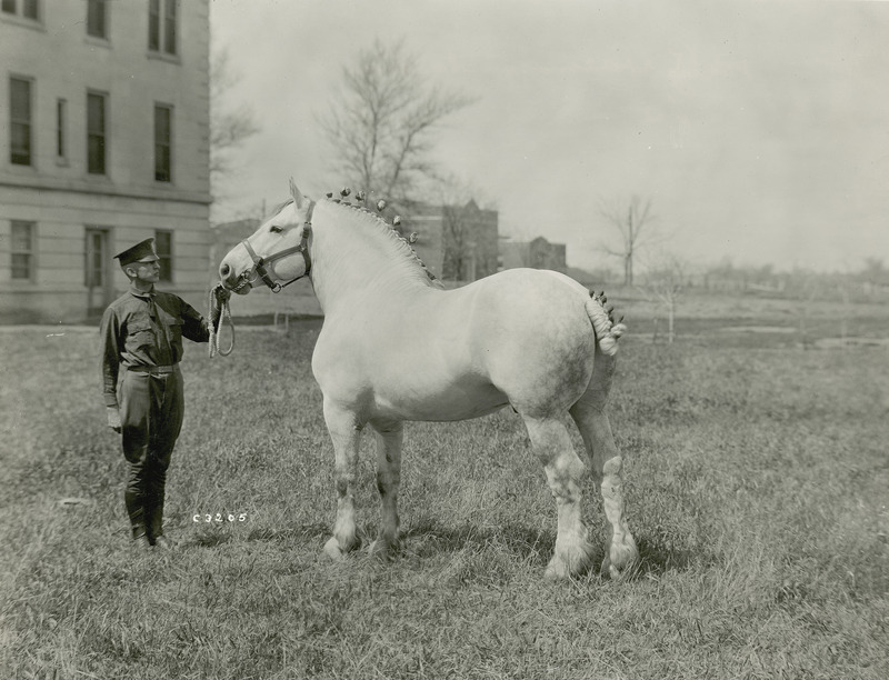 The gray Percheron draft horse stallion "Jalap," foaled March 5, 1909 in France. He was imported to the United States in 1911 by J. 0. Singmaster of Keota, Iowa. Jalap was acquired by Professor Pew, head of the Animal Husbandry Department and Professor C. R. Curtiss for Iowa State College (University) in 1915 for the sum of $2500 and was chief herd sire until his death in November of 1930. ln 1936 a panel of one hundred Percheron judges and breeders included him as one of the top twenty-five best type Percheron stallions in North America during the 1900-1933 span of years. Jalap placed twenty-first among these premiere stallions, being described as a medium-sized horse of an upstanding type. Highly regarded, he stood for public service to Percheron breeders and farmers, siring many prize-winning purebred foals at state and national shows. He is pictured at ten years of age, fit for show with braided mane and tail, as the winning stallion in the "Little International" livestock show at.