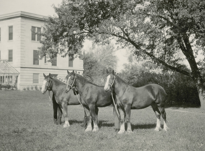 Three Clydesdale draft horse fillies "College Beauty," "College Queen," and "Criterions Lady" as yearlings or 2 year olds. They are posed side by side on a grassy area near a university building .