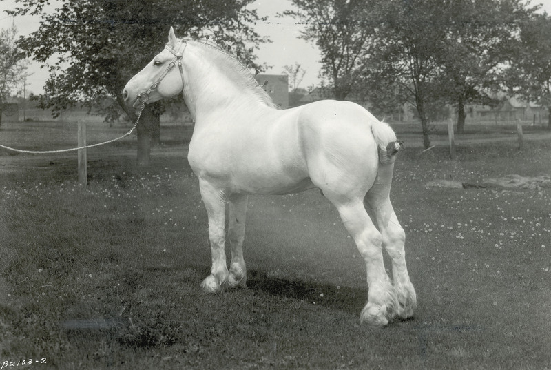 The gray (now white) Percheron draft horse stallion "Jalap," foaled March 5, 1909 in France (American Percheron stud book registration number 80583). He was imported to the United States in 1911 by J. 0. Singmaster of Keota, Iowa. Jalap was acquired by Professor Pew, head of the Animal Husbandry Department and Professor C. R. Curtiss for Iowa State College (University) in 1915 for the sum of $2500 and was chief herd sire until his death in November of 1930. In a 1936 publication called "How to select Percherons," a panel of one hundred Percheron judges and breeders included him as one of the top twenty-five best type Percheron stallions in North America during the 1900-1933 span of years. Jalap placed twenty-first among these premiere stallions, being described as a medium-sized horse of an upstanding type. Highly regarded, he stood for public service to Percheron breeders and farmers, siring many prize-winning purebred foals at state and national shows. He is pictured at seventeen yea.