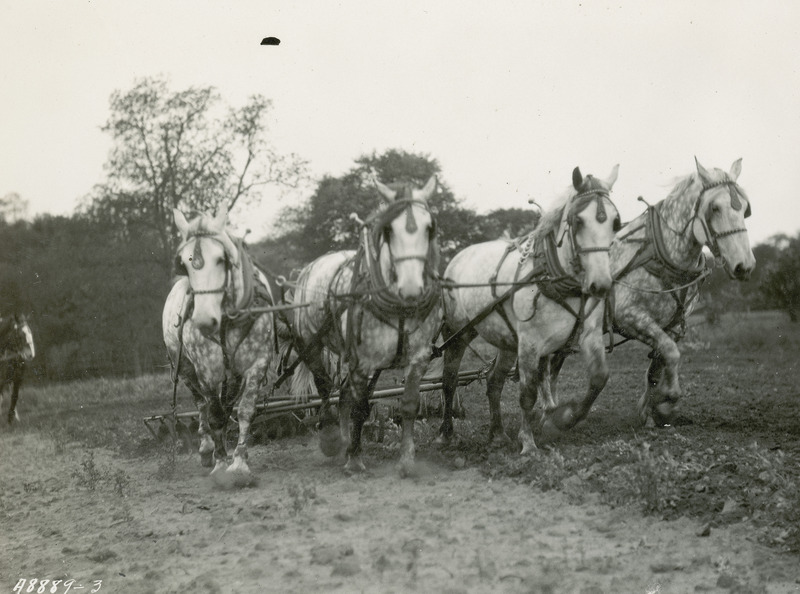 A team of four gray Percheron draft horses yoked four-abreast (side-by-side) is shown pulling a disk harrow in a field. In this photograph the horses are fitted in leather work harnesses and open neck collars with metal hames. They are hitched to the harrow with single trees.