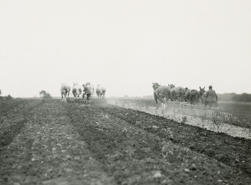 To the left, a team of four gray Percheron draft horses yoked four-abreast (side-by-side) pulling a disk harrow in a field. To the right, a team of two Clydesdale horses and two draft mules yoked 4-abreast are also pulling a disk harrow.