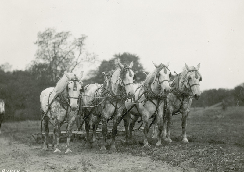 A team of four gray Percheron draft horses yoked four-abreast (side-by-side) is shown hitched to a disk harrow in a field. In this photograph the horses are fitted in leather work harnesses and open neck collars with metal hames. They are hitched to the harrow with single trees.